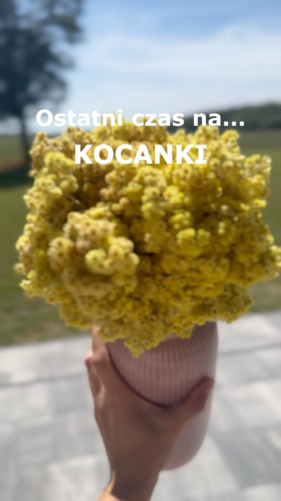 Kocanka piaskowa - pozyskaj ją jako zioła lub bukiet!