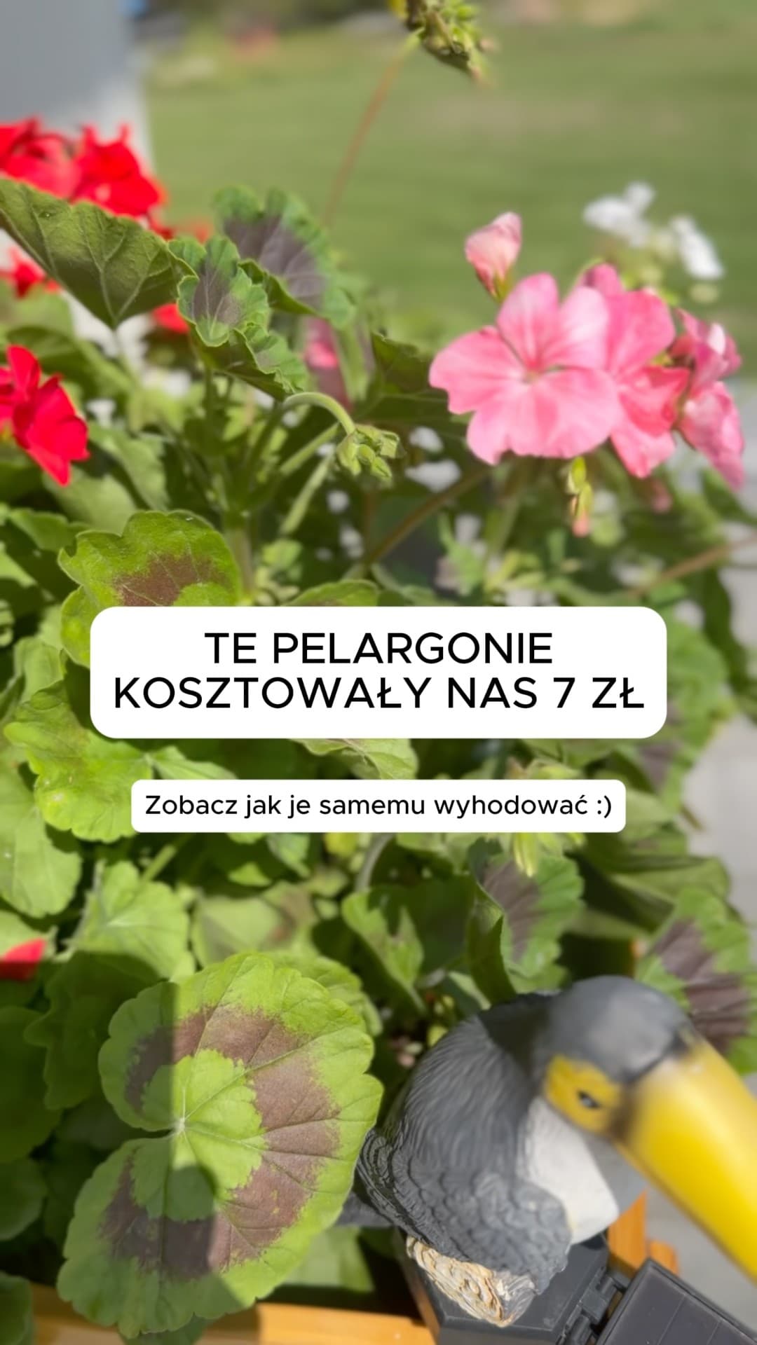 Pelargonie w lipcu. Jak uprawiać pelargonie z nasion?